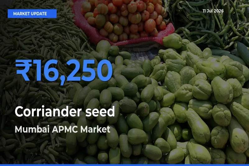 Corriander seed Mandi Rate Today: Mumbai APMC Tops the List