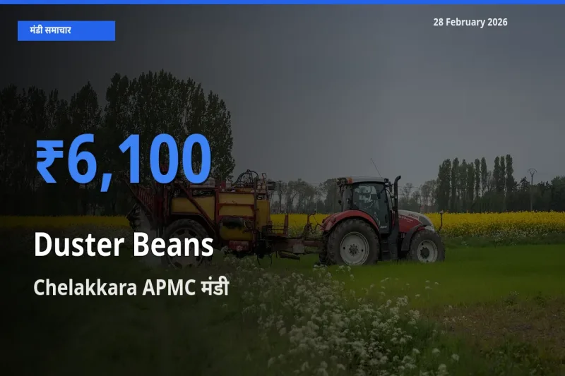 आज Duster Beans के सबसे ज़्यादा दाम Chelakkara APMC मंडी में दर्ज