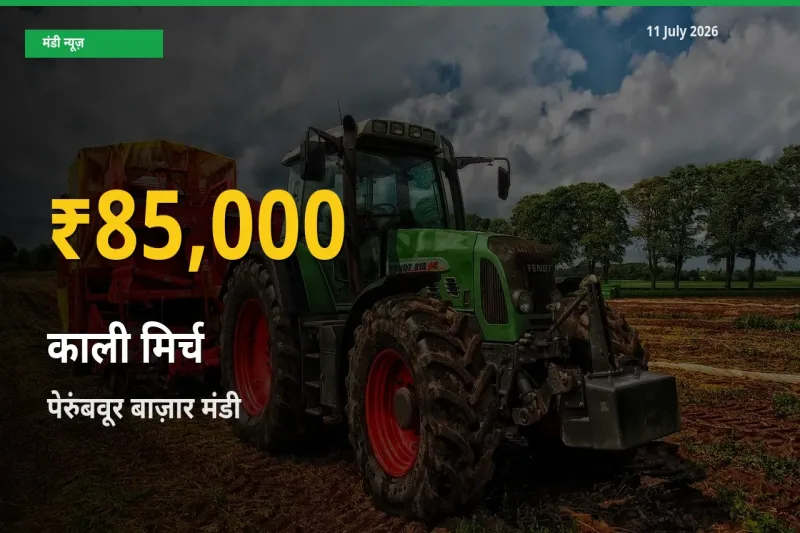 पेरुंबवूर बाज़ार में काली मिर्च ₹85,000 पर पहुँचा – अब तक का उच्चतम भाव