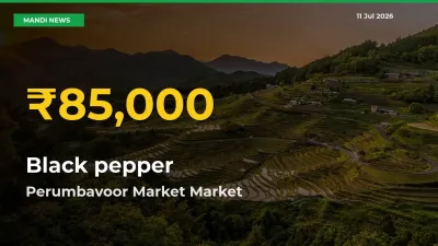 Fresh Record! Black pepper Price Climbs to New High in Perumbavoor Market
