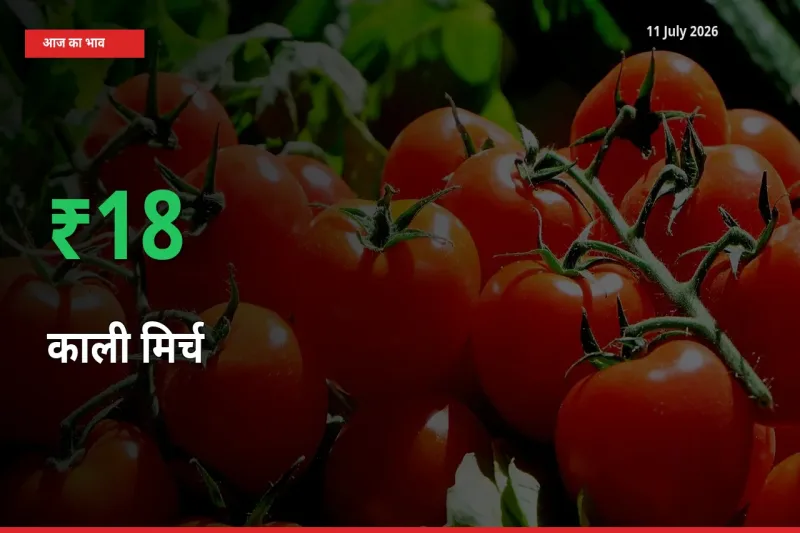 स्थानीय मंडी में काली मिर्च के दाम अचानक 17.76% उछले, किसान सतर्क