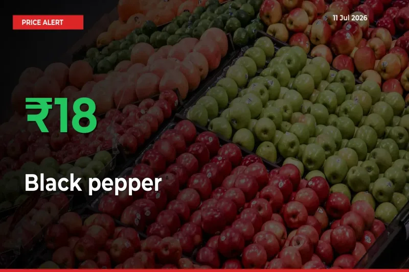 Sharp Jump! Black pepper Prices Climb 17.76% in 24 Hours at Key Mandis