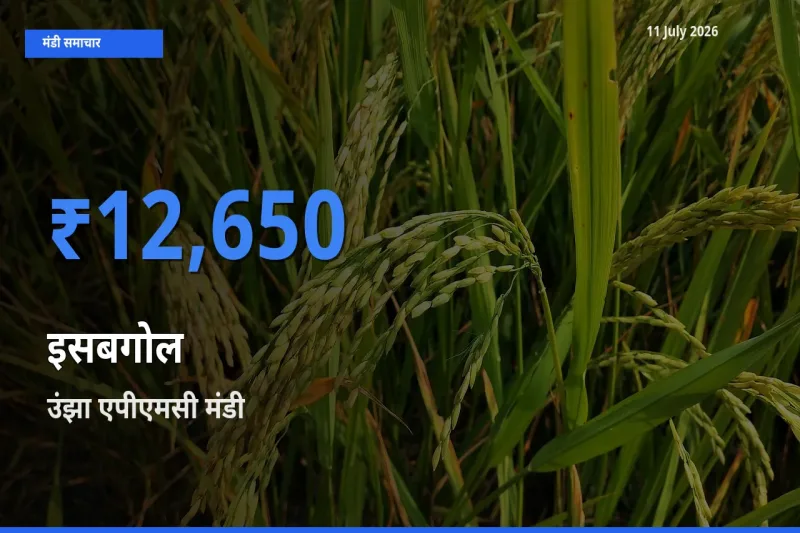 बाज़ार संकेत: उंझा एपीएमसी बना इसबगोल के लिए आज की टॉप मंडी