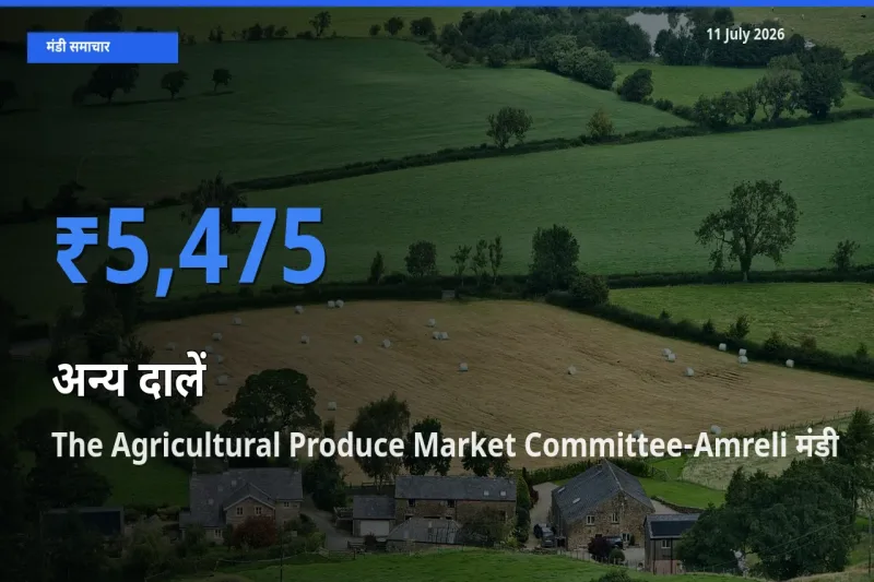 आज का मंडी भाव: अन्य दालें के सबसे ज़्यादा दाम The Agricultural Produce Market Committee-Amreli में