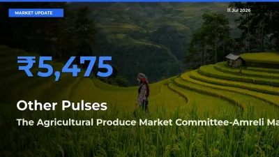 The Agricultural Produce Market Committee-Amreli Tops Other Pulses Mandi Rates Today