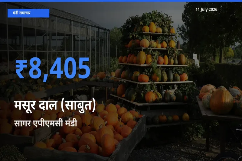 आज मसूर दाल (साबुत) के सबसे ऊँचे दाम ₹8,405 सागर एपीएमसी मंडी में