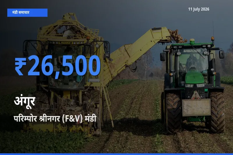 आज अंगूर के सबसे ऊँचे दाम ₹26,500 परिम्पोर श्रीनगर (F&V) मंडी में