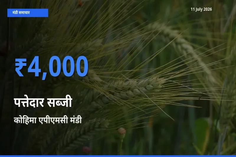 आज का मंडी भाव: पत्तेदार सब्जी के सबसे ज़्यादा दाम कोहिमा एपीएमसी में
