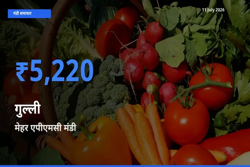 मेहर एपीएमसी मंडी में आज गुल्ली के सबसे ऊँचे दाम दर्ज