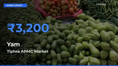 Tiphra APMC Tops Yam Rates – July 11 Market Update