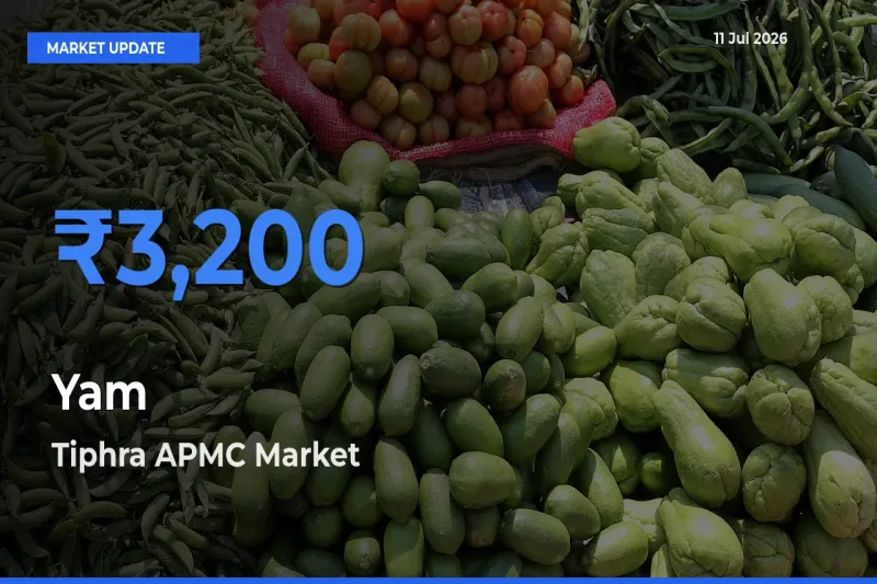 Tiphra APMC Tops Yam Rates – July 11 Market Update