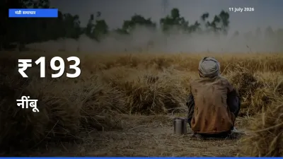 नींबू के दामों का असर कई मंडियों में, बाज़ार दिशा स्पष्ट