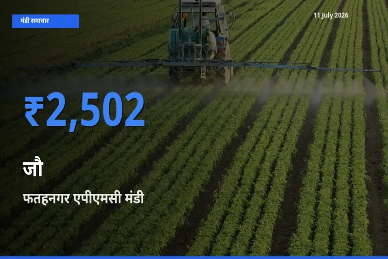 फतहनगर एपीएमसी में जौ का आज सबसे ऊँचा भाव