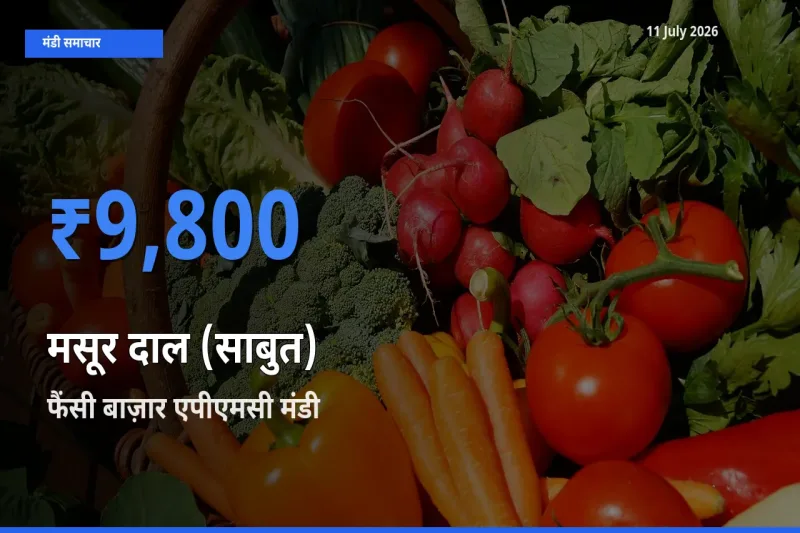 आज मसूर दाल (साबुत) के सबसे ऊँचे दाम ₹9,800 फैंसी बाज़ार एपीएमसी मंडी में