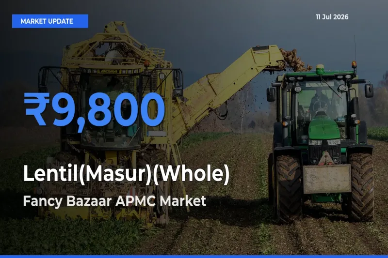 Fancy Bazaar APMC Tops Lentil(Masur)(Whole) Rates – July 11 Market Update