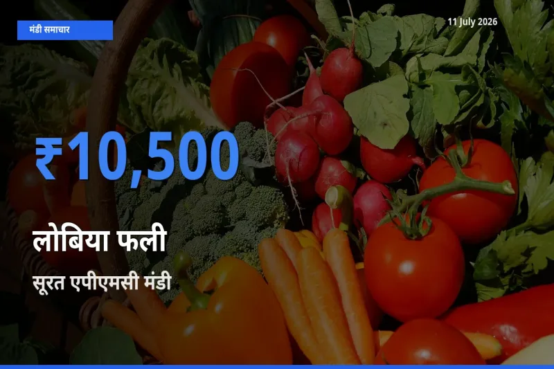 किसानों की पसंद बना सूरत एपीएमसी, लोबिया फली के सबसे अच्छे दाम
