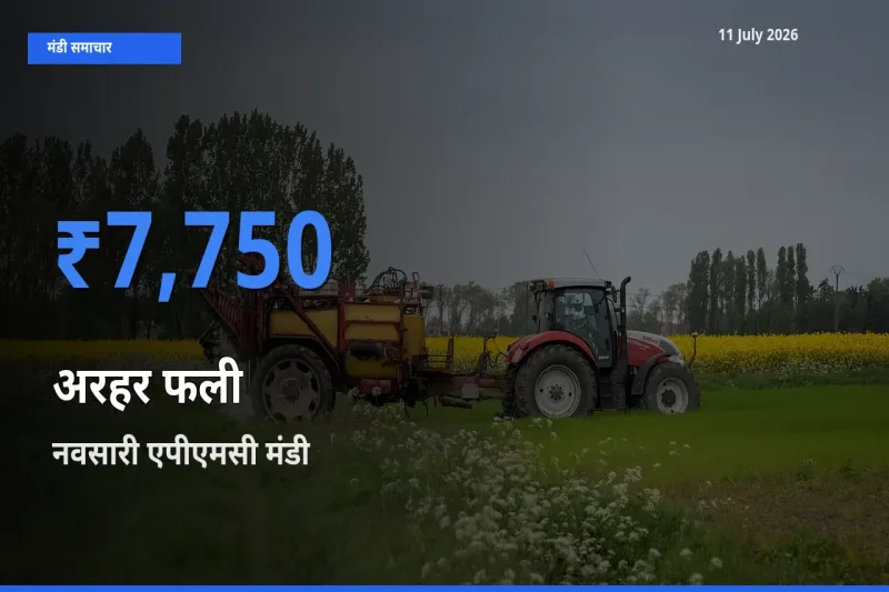 नवसारी एपीएमसी में अरहर फली का आज सबसे ऊँचा भाव