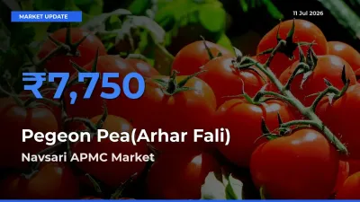 Navsari APMC Emerges as Top Mandi for Pegeon Pea(Arhar Fali) Prices Today