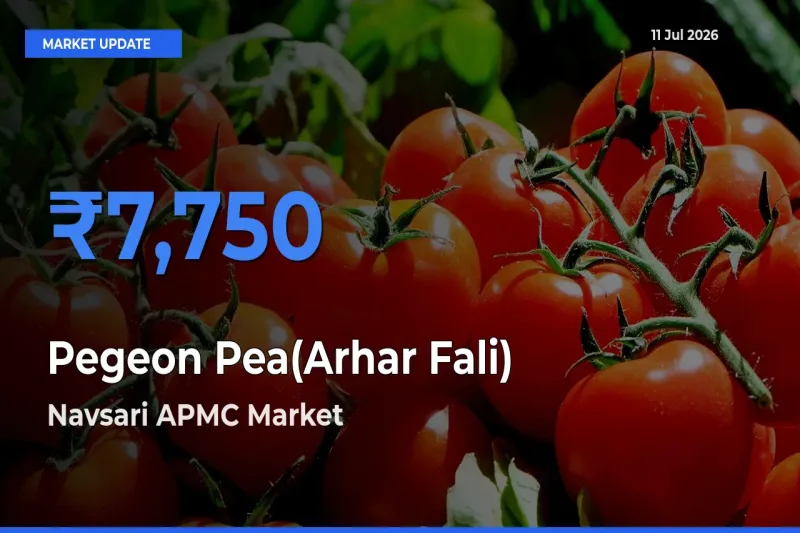 Navsari APMC Emerges as Top Mandi for Pegeon Pea(Arhar Fali) Prices Today