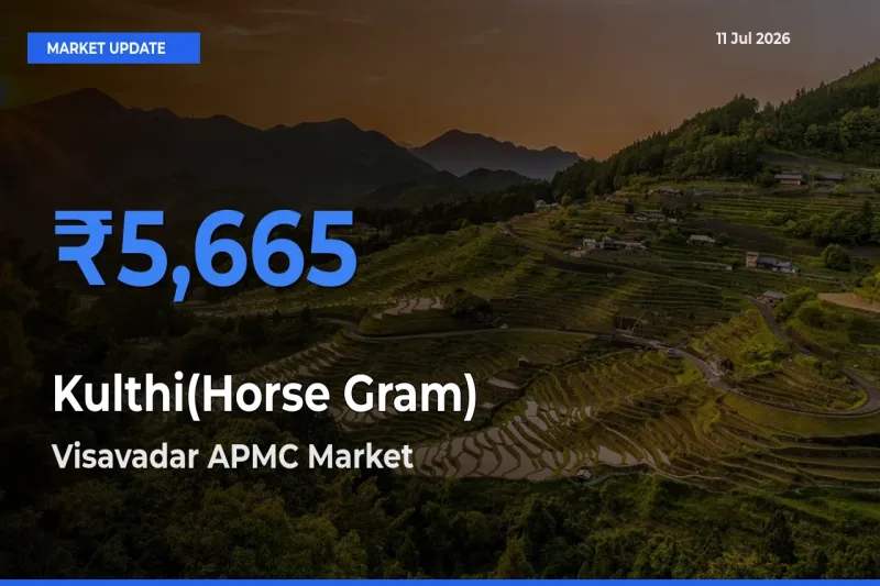 Visavadar APMC Emerges as Top Mandi for Kulthi(Horse Gram) Prices Today