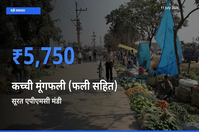 आज कच्ची मूंगफली (फली सहित) के सबसे ऊँचे दाम ₹5,750 सूरत एपीएमसी मंडी में