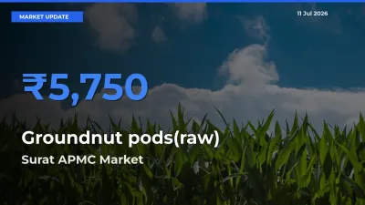 Surat APMC Emerges as Top Mandi for Groundnut pods(raw) Prices Today