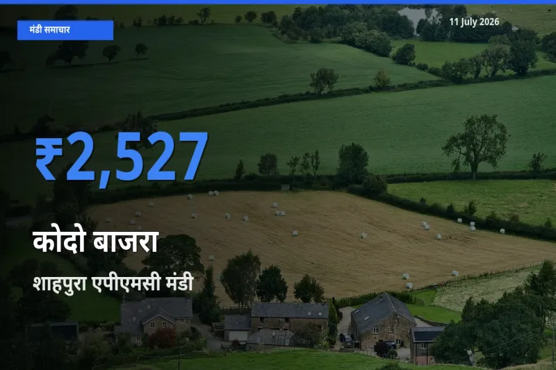 आज का मंडी भाव: कोदो बाजरा के सबसे ज़्यादा दाम शाहपुरा एपीएमसी में