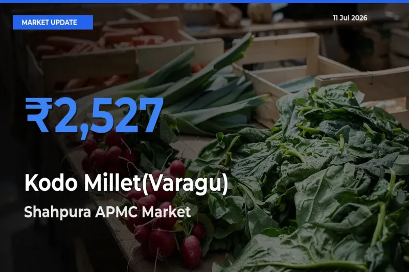 Shahpura APMC Tops Kodo Millet(Varagu) Mandi Rates Today