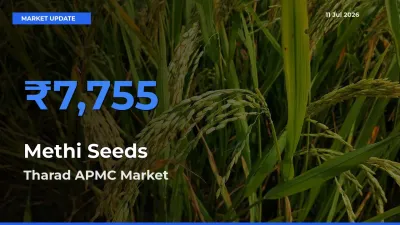 Tharad APMC Tops Methi Seeds Rates – July 11 Market Update