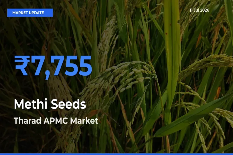 Tharad APMC Tops Methi Seeds Rates – July 11 Market Update