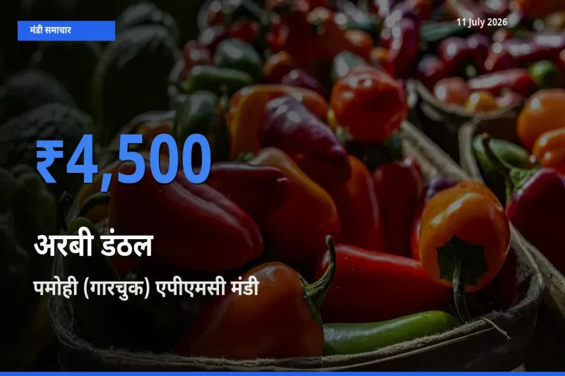 बाज़ार संकेत: पमोही (गारचुक) एपीएमसी बना अरबी डंठल के लिए आज की टॉप मंडी