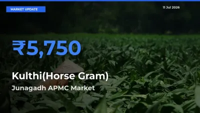 Junagadh APMC Tops Kulthi(Horse Gram) Rates – July 11 Market Update