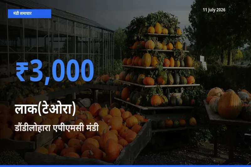 आज का मंडी भाव: लाक(टेओरा) के सबसे ज़्यादा दाम डौंडीलोहारा एपीएमसी में