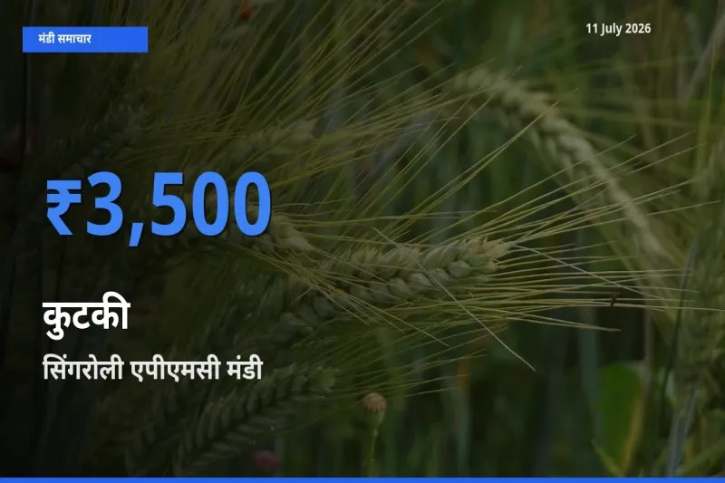 आज का मंडी भाव: कुटकी के सबसे ज़्यादा दाम सिंगरोली एपीएमसी में