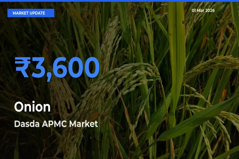 Farmers Prefer Dasda APMC as Onion Hits Highest Rate