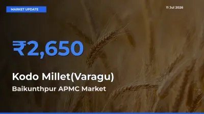 Market Watch: Baikunthpur APMC Becomes Top Mandi for Kodo Millet(Varagu)