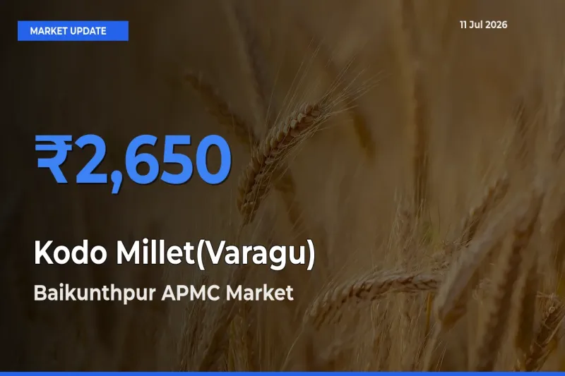 Market Watch: Baikunthpur APMC Becomes Top Mandi for Kodo Millet(Varagu)