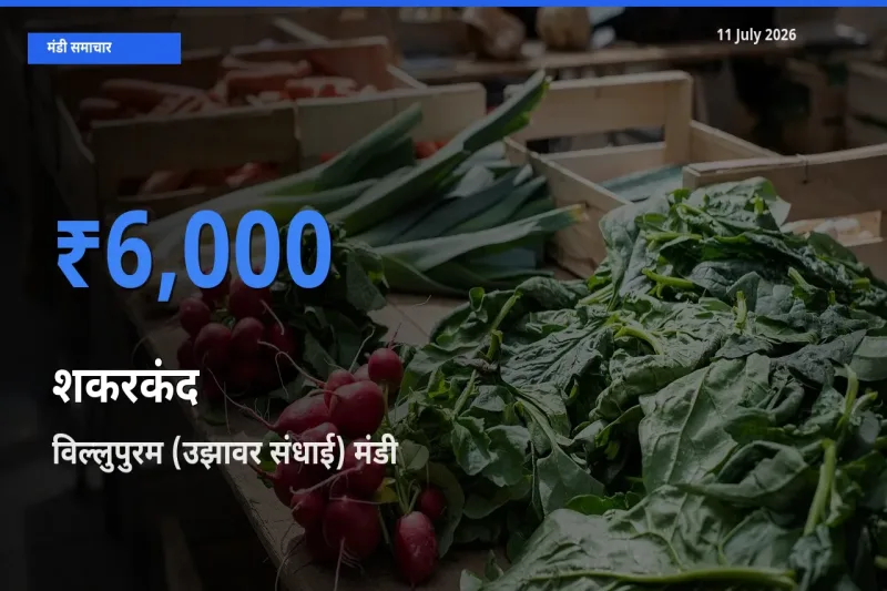 टॉप मंडी बना विल्लुपुरम (उझावर संधाई)! शकरकंद के सबसे ऊँचे दाम यहीं दर्ज