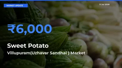 Villupuram(Uzhavar Sandhai ) Emerges as Top Mandi for Sweet Potato Prices Today