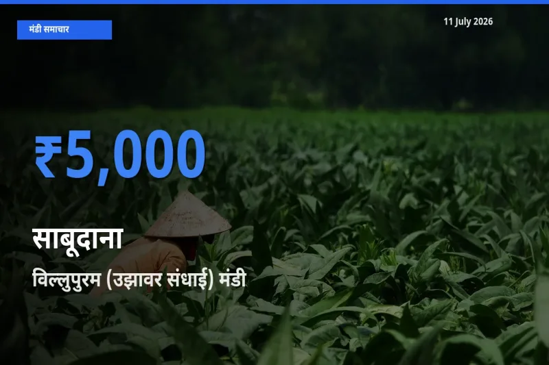 आज साबूदाना के सबसे ज़्यादा दाम विल्लुपुरम (उझावर संधाई) मंडी में दर्ज