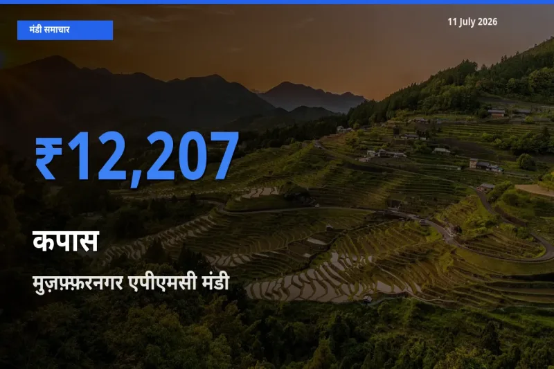 मुज़फ़्फ़रनगर एपीएमसी मंडी में कपास ₹12,207 पर पहुँचा – आज का सर्वोच्च भाव