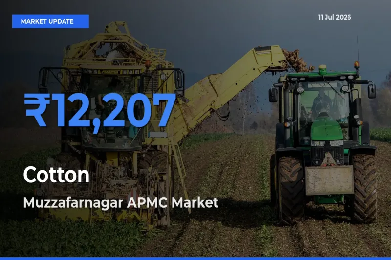 Farmers Prefer Muzzafarnagar APMC as Cotton Hits Highest Rate