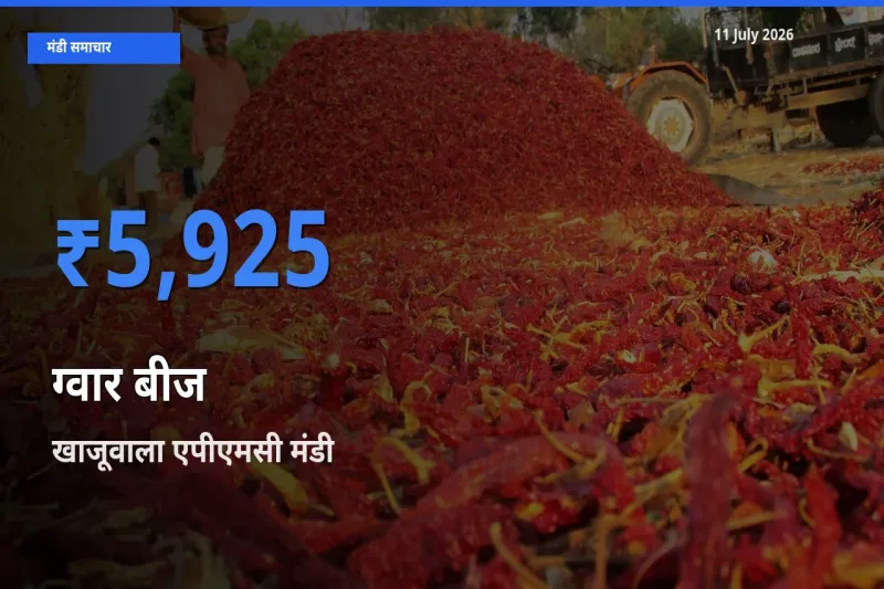 आज का मंडी भाव: ग्वार बीज के सबसे ज़्यादा दाम खाजूवाला एपीएमसी में