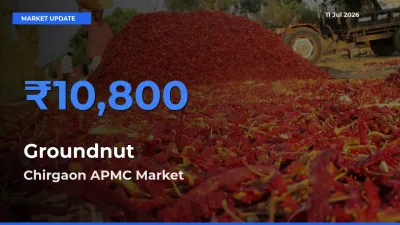 Chirgaon APMC Records Highest ₹10,800 Rate for Groundnut