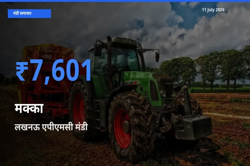 लखनऊ एपीएमसी में मक्का का आज सबसे ऊँचा भाव
