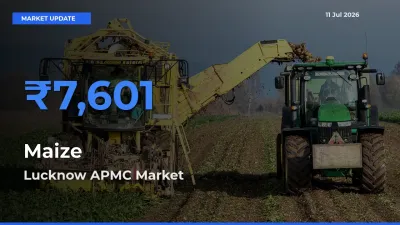 Lucknow APMC Tops Maize Mandi Rates Today