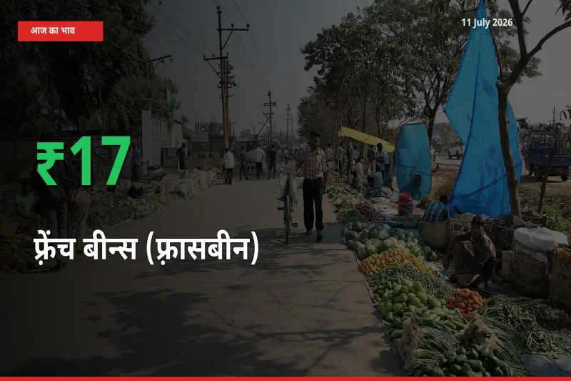 बाज़ार संकेत: फ़्रेंच बीन्स (फ़्रासबीन) के भाव मंडी में 16.63% ऊपर