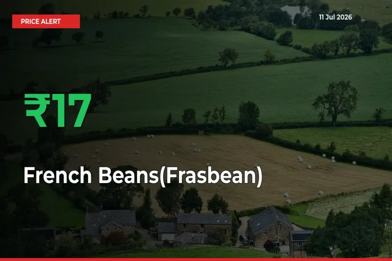 Big Rally! French Beans(Frasbean) Climbs 16.63% in 24 Hours at Top Mandis