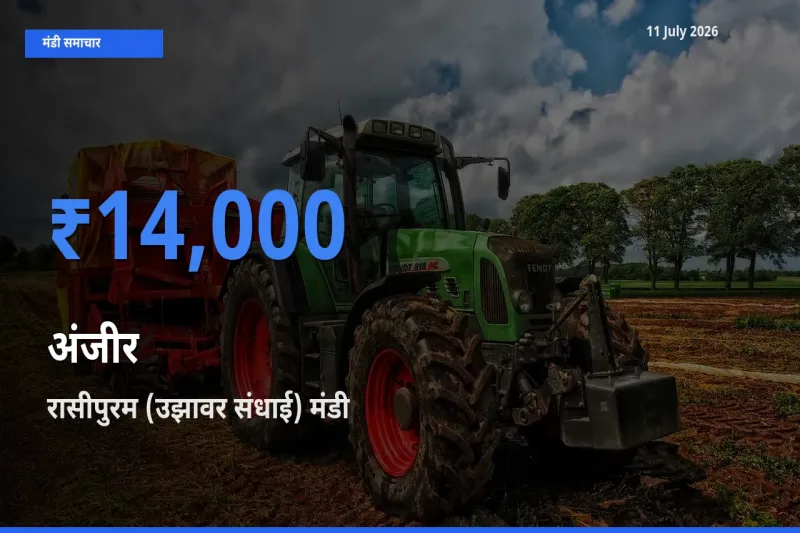 आज का मंडी भाव: अंजीर के सबसे ज़्यादा दाम रासीपुरम (उझावर संधाई) में