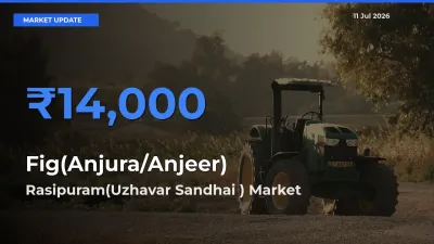 Farmers Prefer Rasipuram(Uzhavar Sandhai ) as Fig(Anjura/Anjeer) Hits Highest Rate
